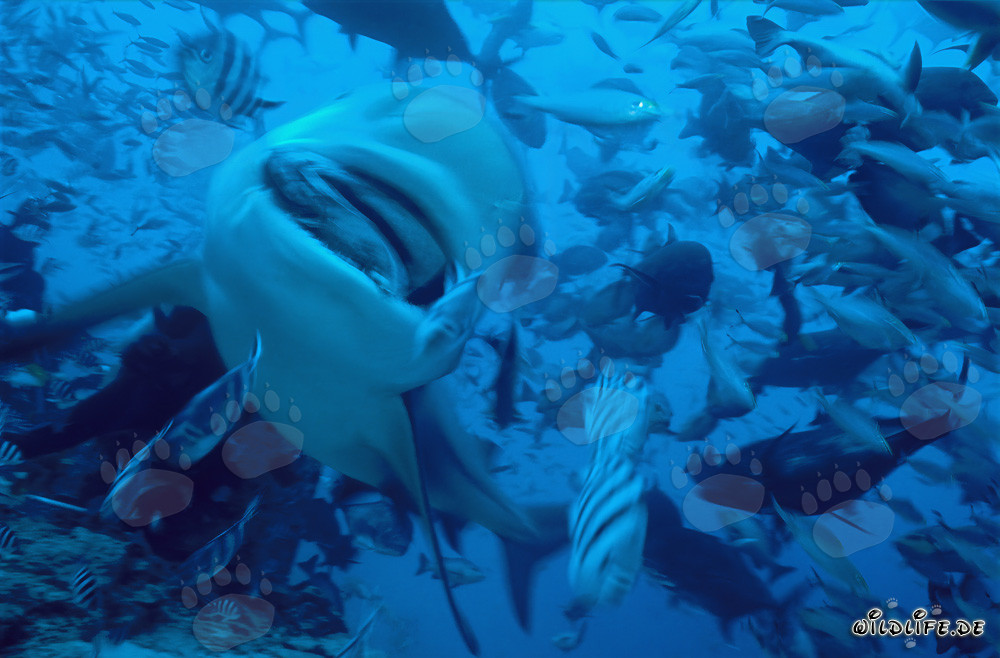 Squalo toro con esca per pesci sulla Shark Beach di Walker´s Cay, Bahamas