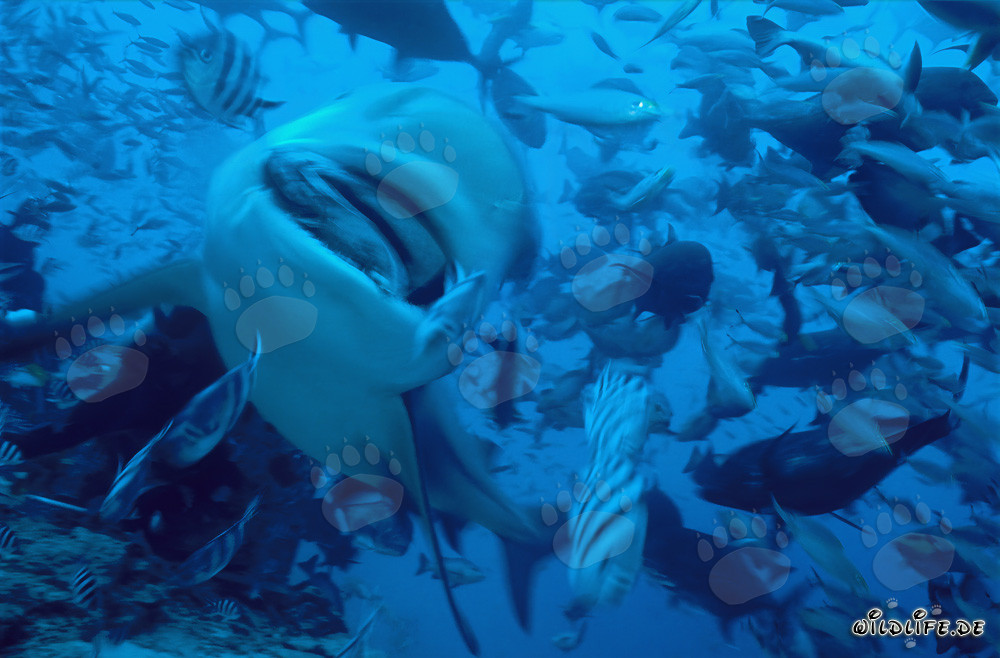Tiburón toro con cebo de pescado en la playa de los tiburones de Walker´s Cay, Bahamas