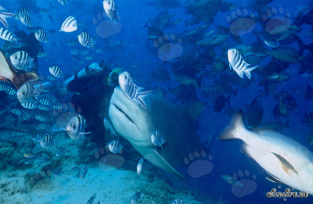 Bull Shark - Majestic Sea Creature Swimming Past Diver
