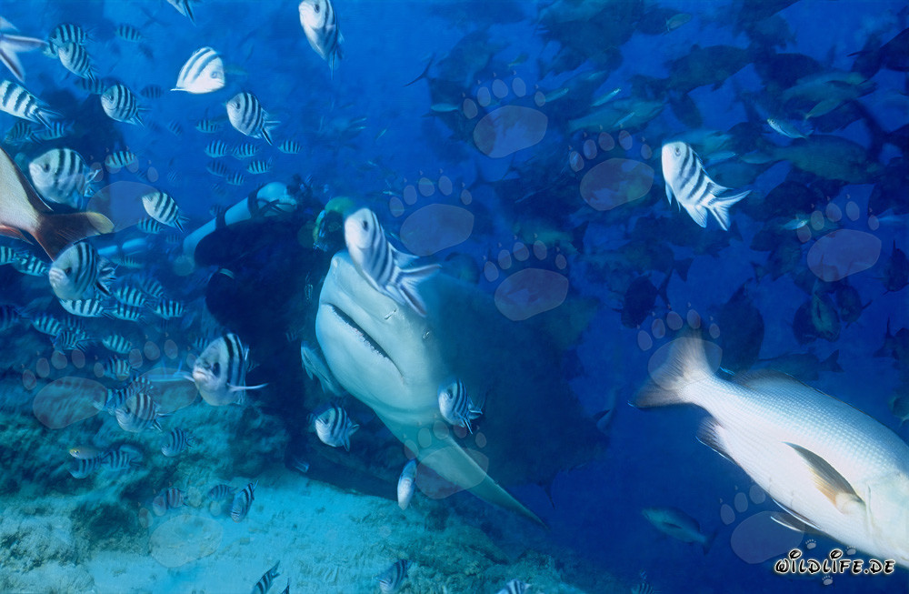 Requin-bouledogue - Majestueux habitant des mers devant un plongeur
