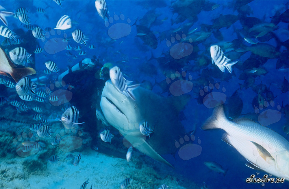 Squalo toro - Maestoso abitante marino davanti a un subacqueo