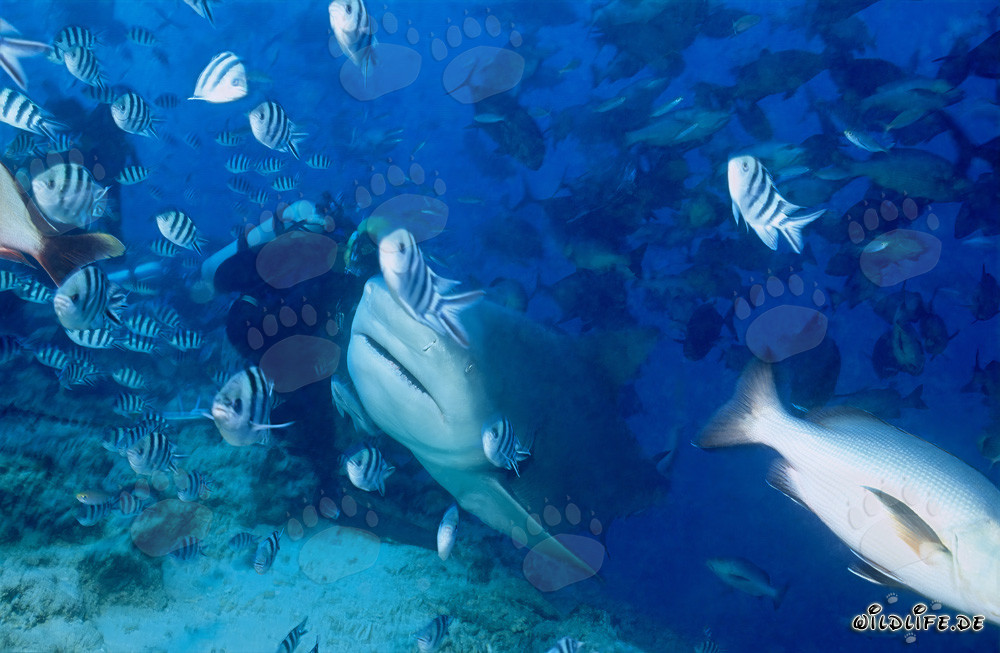 Tiburón toro - Majestuoso habitante marino frente a un buzo