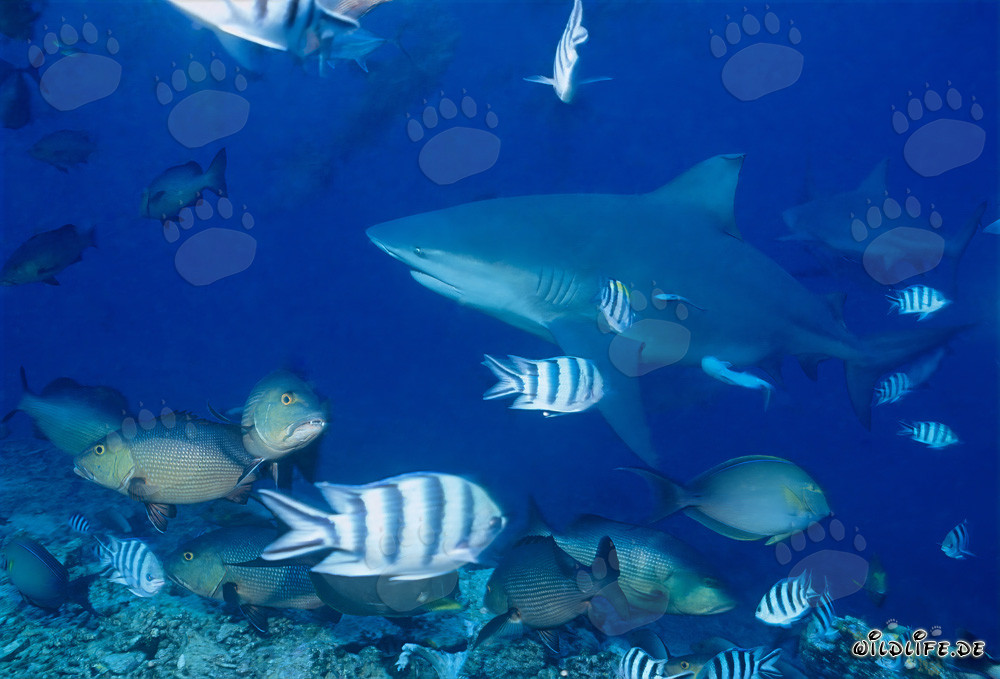 Bull Sharks