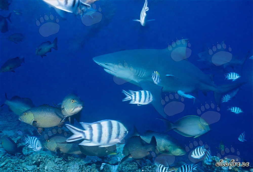 Bullenhaie am Shark Reef