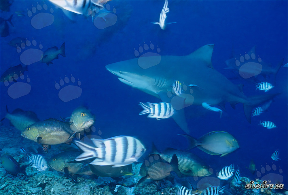 Requins bouledogues au Shark Reef