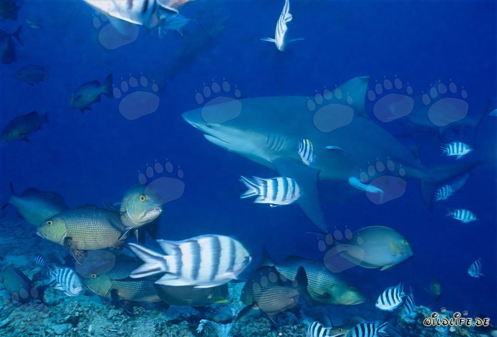 Squali toro al Shark Reef