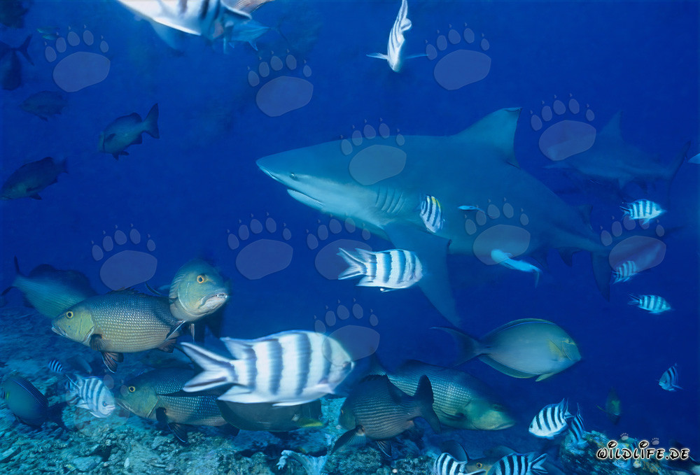 Tiburones toro en Shark Reef