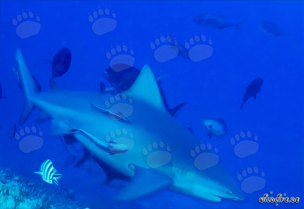Affascinante squalo toro nella laguna di Beqa, Figi