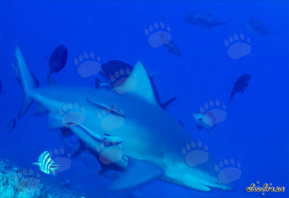 Fascinante tiburón toro en el lago Beqa, Fiji