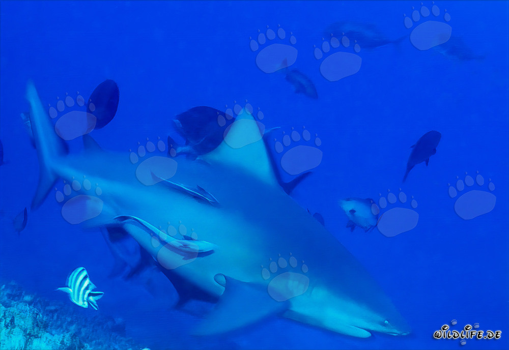 Fascinating Bull Shark in Beqa Lagoon, Fiji