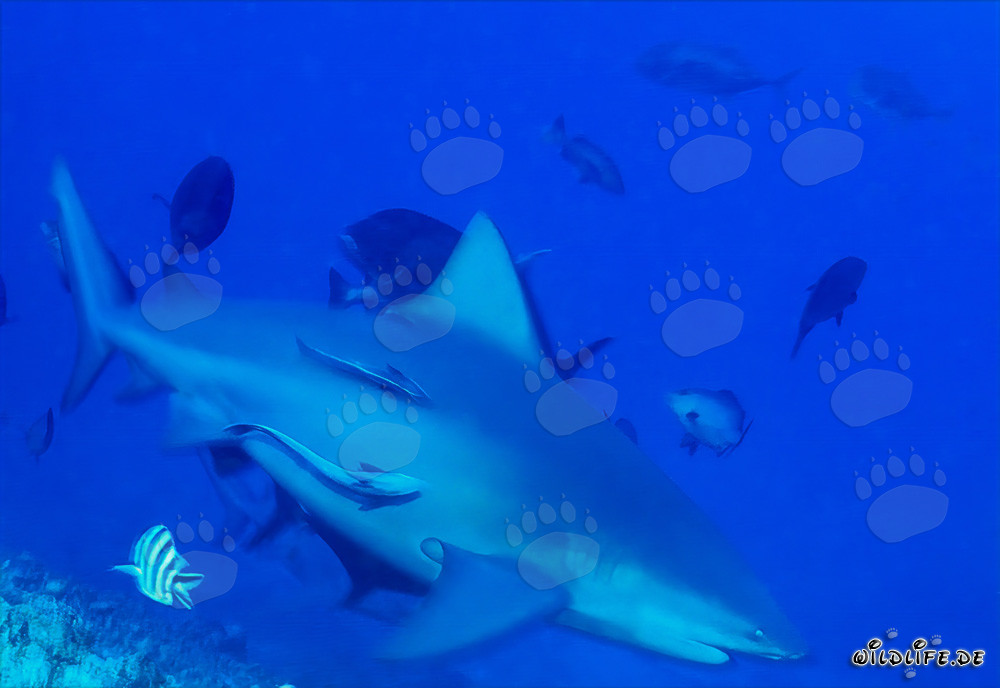 Faszinierender Bullenhai in Beqa Lagoon, Fiji