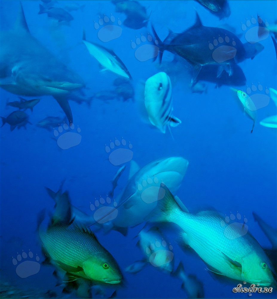 Rencontre fascinante avec les requins taureaux, les maquereaux à grosse tête et les vivaneaux à double tache