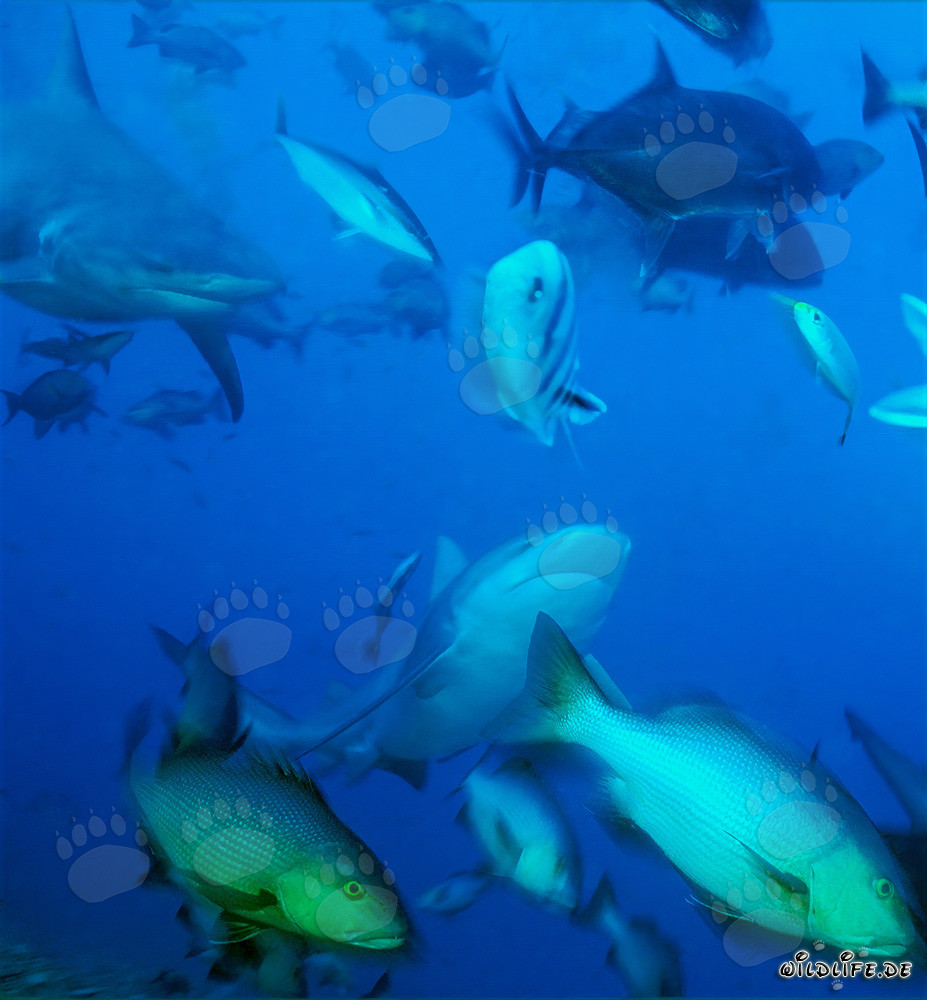 Encuentro fascinante con tiburones toro, caballas de cabeza grande y pargos de doble mancha