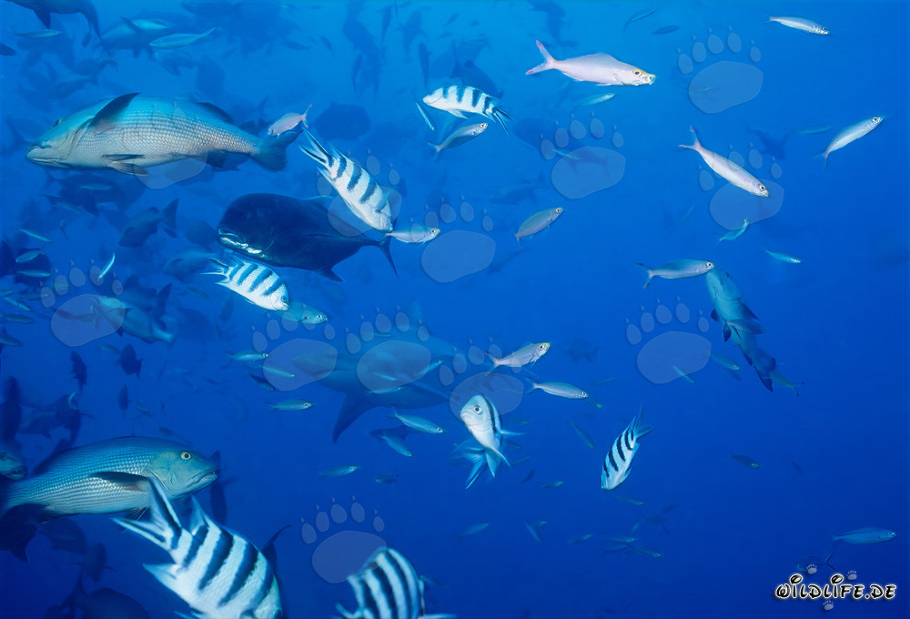 Fascinating Underwater World with Bull Shark, Bigeye Trevally, Double-Spotted Snapper, and Reef Fish