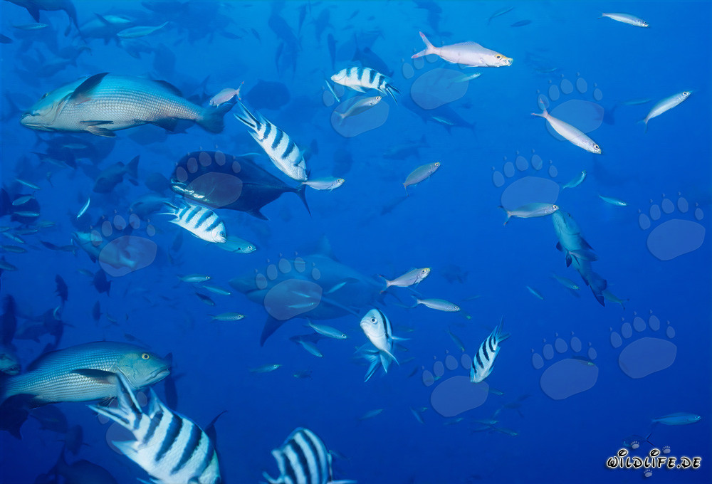 Fascinante monde sous-marin avec requin taureau, maquereau à tête de mule, vivaneau à double tache et poissons de récif
