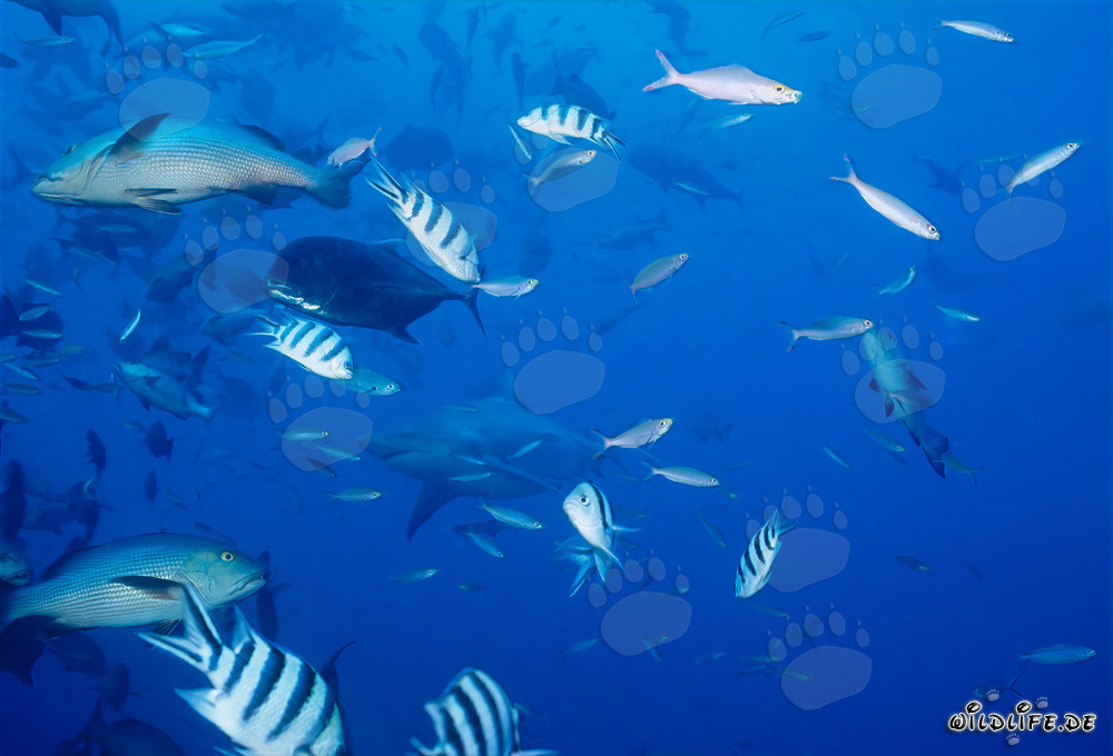 Affascinante mondo sottomarino con squalo toro, sgombro testa grossa, cernia maculata e pesci di barriera corallina