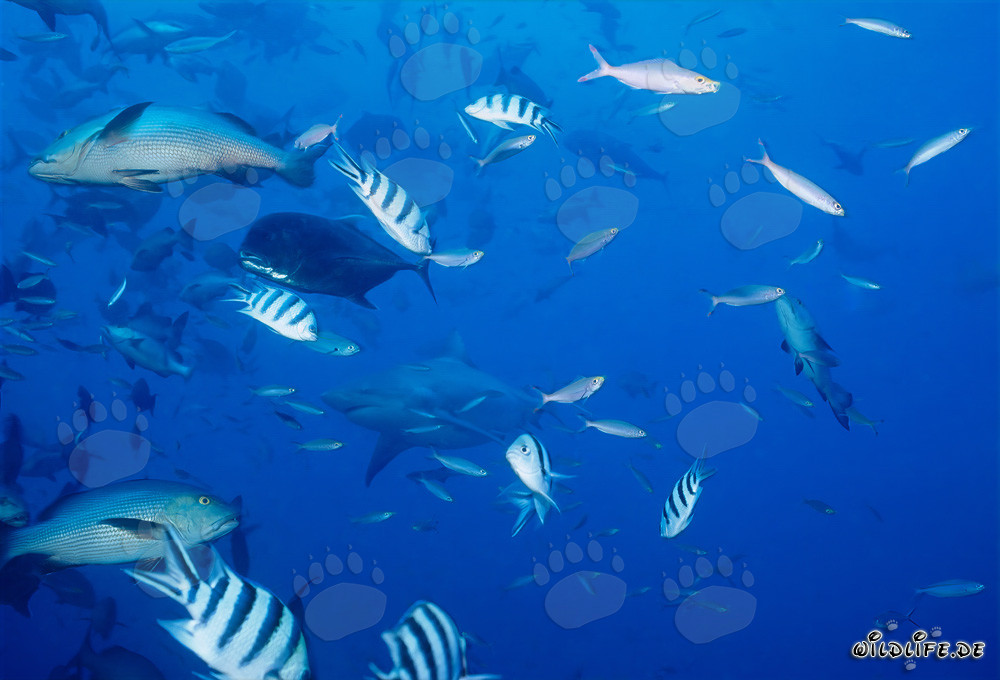 Fascinante mundo submarino con tiburón toro, caballa de cabeza grande, pargo de doble mancha y peces de arrecife