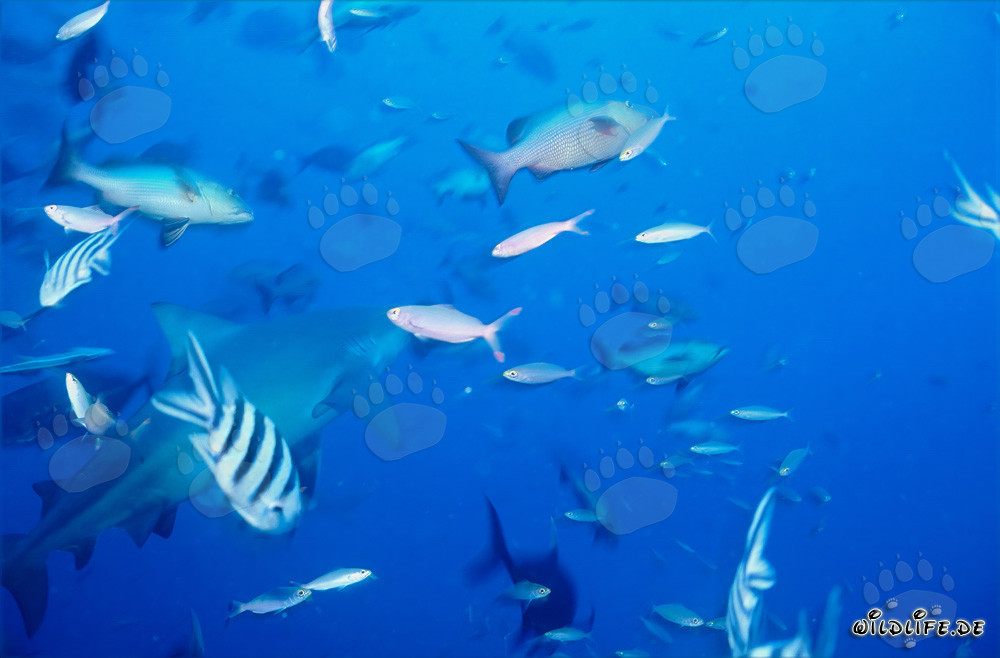 Fascinating Bull Shark with Colorful Coral Fish in Beqa Lagoon, Fiji