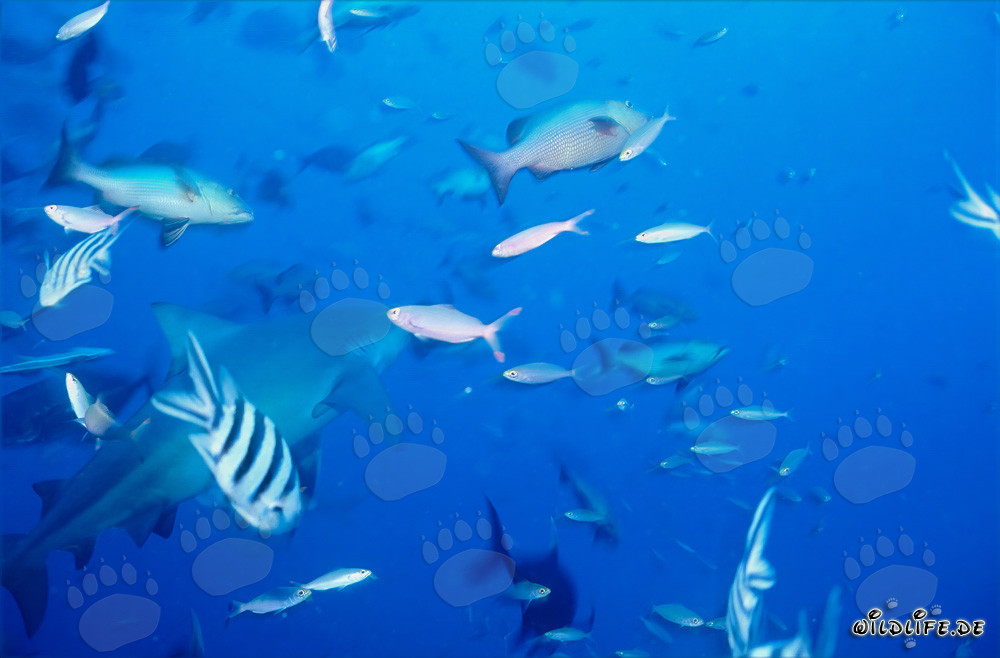 Faszinierender Bullenhai mit bunten Korallenfischen in Beqa Lagoon, Fiji