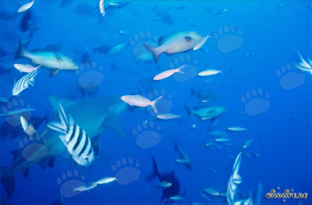 Requin taureau fascinant avec des poissons coralliens colorés dans le lagon de Beqa, Fidji