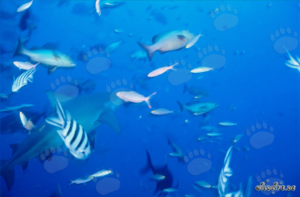 Affascinante squalo toro con pesci corallini colorati nel lago di Beqa, Figi