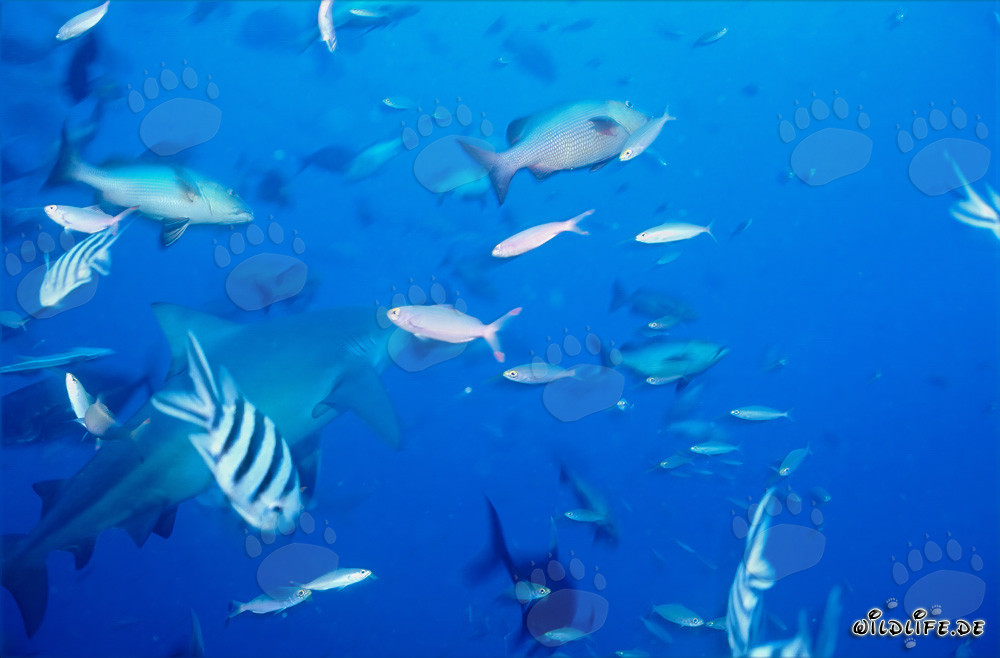 Fascinante tiburón toro con peces de coral coloridos en el lago Beqa, Fiji