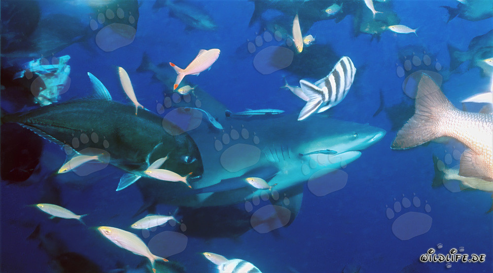 Impressive bull sharks and colorful coral fishes in the waters of Fiji