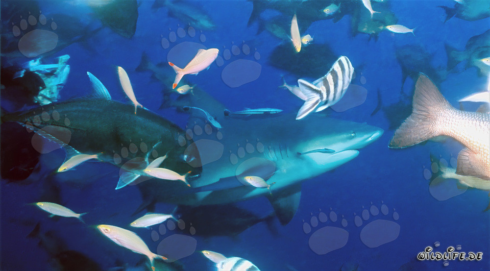 Imposante Bullenhaie und farbenfrohe Korallenfische in den Gewässern von Fiji