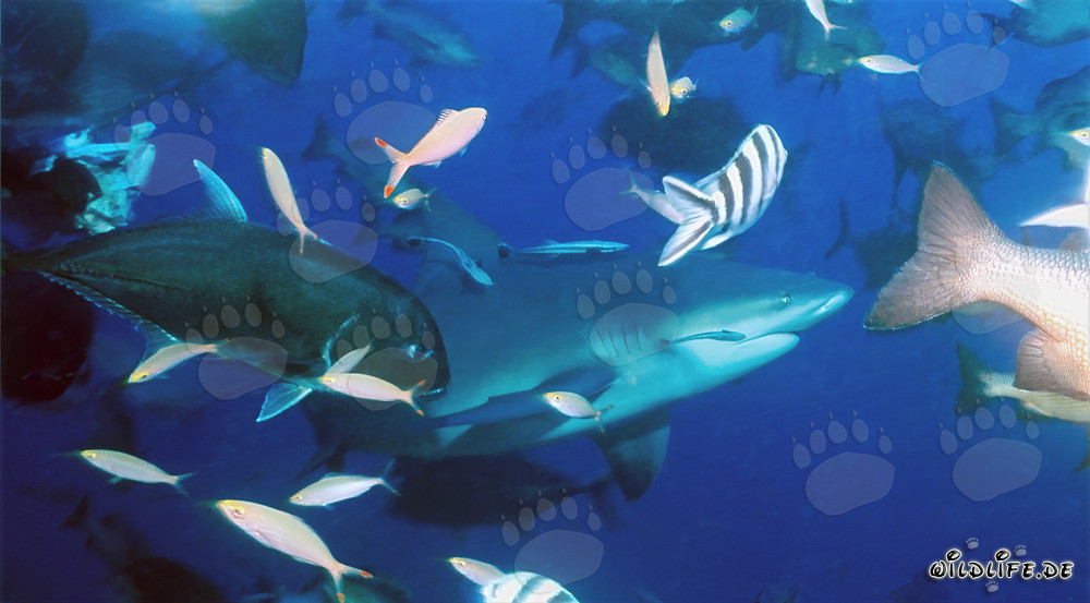 Imponentes tiburones toro y coloridos peces coralinos en las aguas de Fiyi