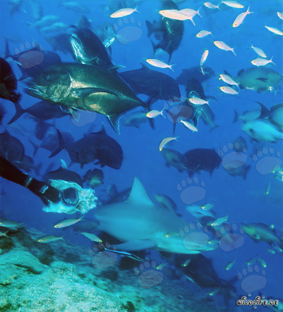 Fascinating underwater world with bull shark, giant travellies and coral fishes