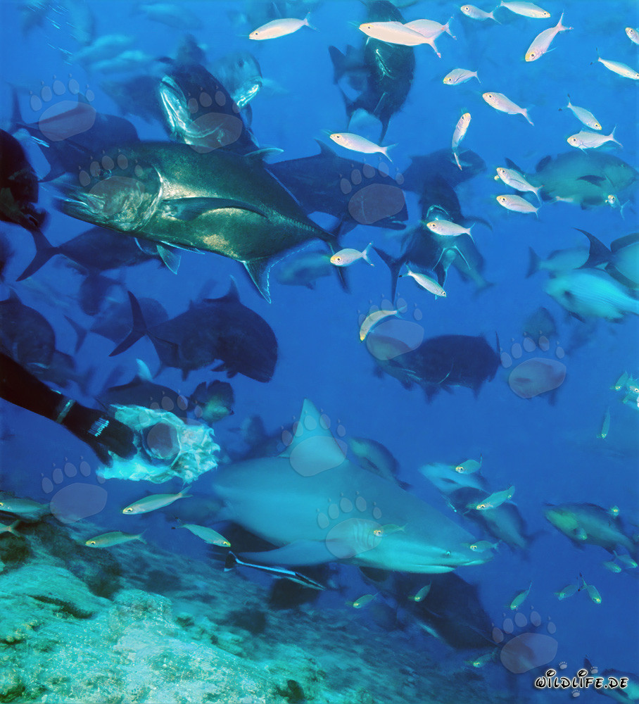 Faszinierende Unterwasserwelt mit Bullenhai, Dickkopf-Makrelen und Korallenfischen