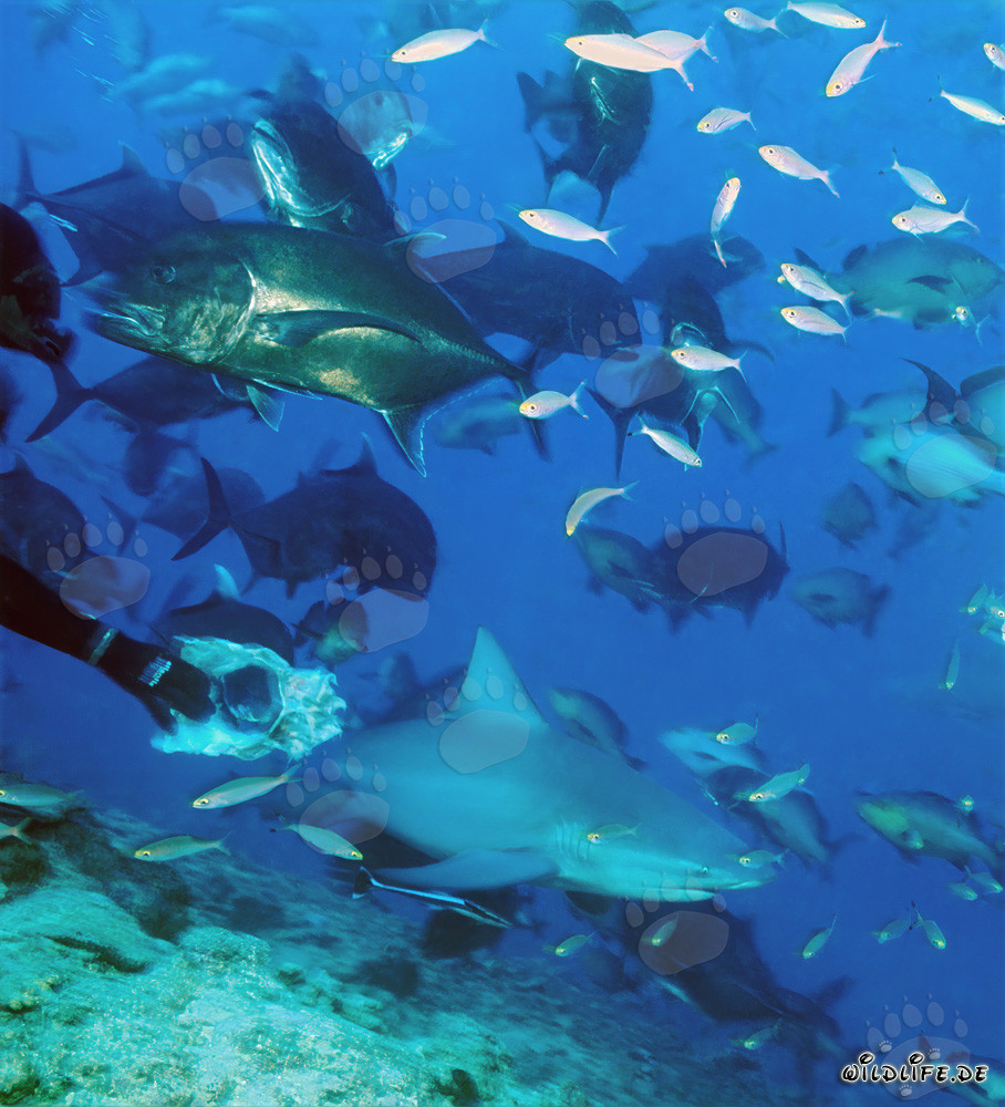 Le monde sous-marin fascinant avec requin taureau, maquereaux à tête de mule et poissons coralliens