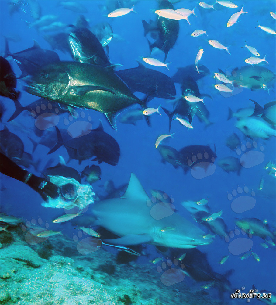 Affascinante mondo subacqueo con squalo toro, sgombri testa grossa e pesci corallini
