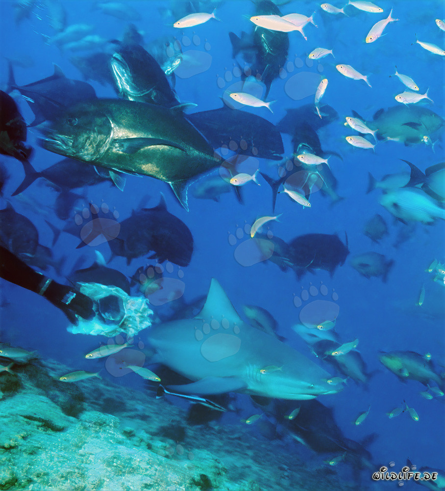 Fascinante mundo submarino con tiburón toro, caballas de cabeza gorda y peces de coral