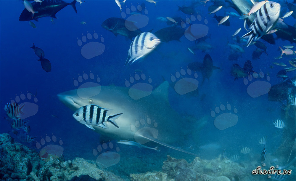 Bull Shark - Fascinating inhabitant of the oceans approaching the reef