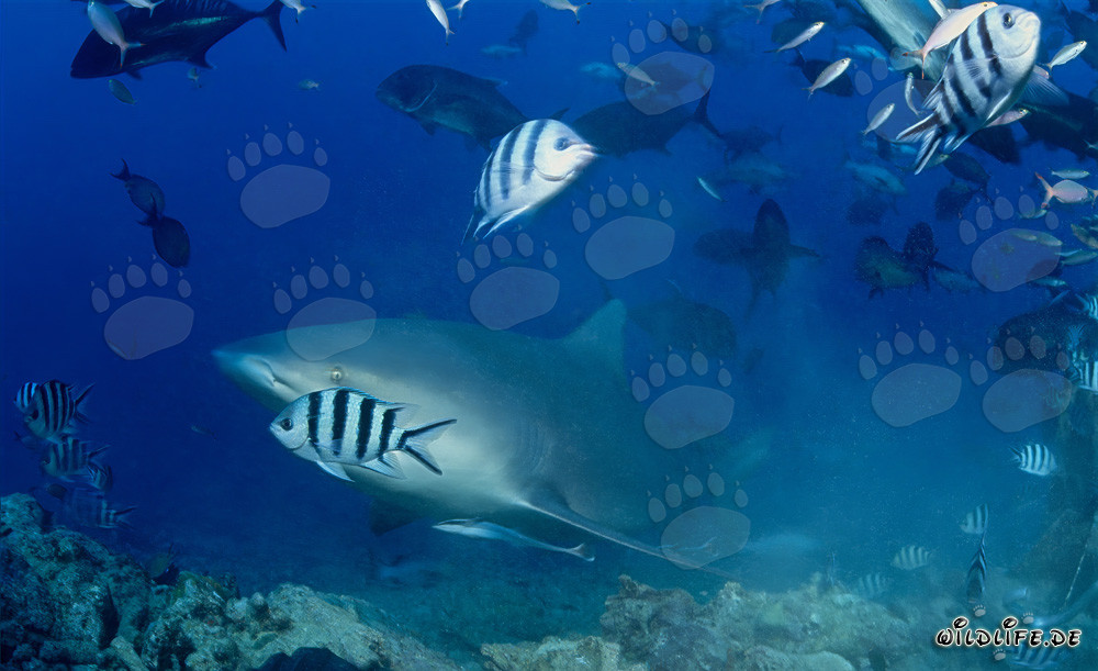 Requin taureau - Fascinant habitant des mers s'approche du récif