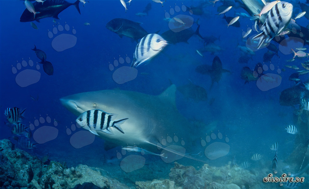 Squalo toro - Affascinante abitante dei mari si avvicina alla barriera corallina