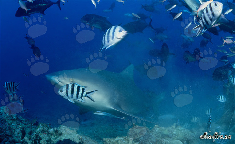 Tiburón toro - Fascinante habitante de los mares se acerca al arrecife