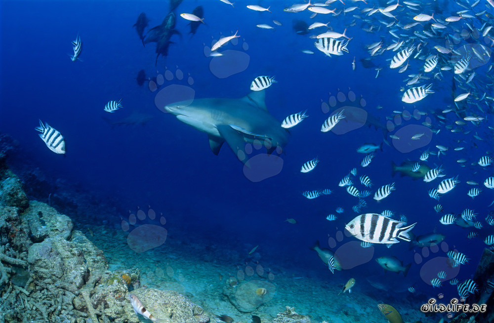 Tiburones toro frente al arrecife
