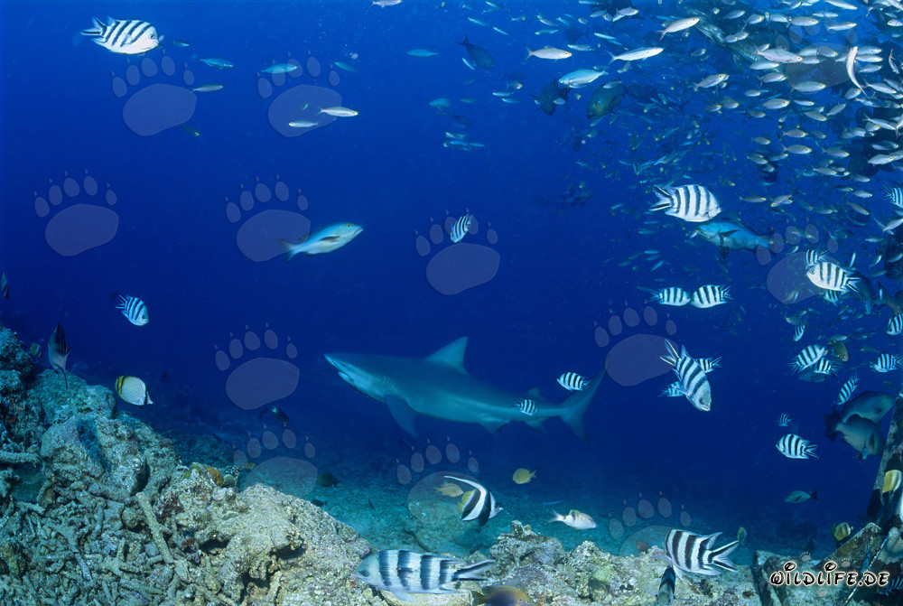 Impressive Bull Shark in the Depths of the Ocean
