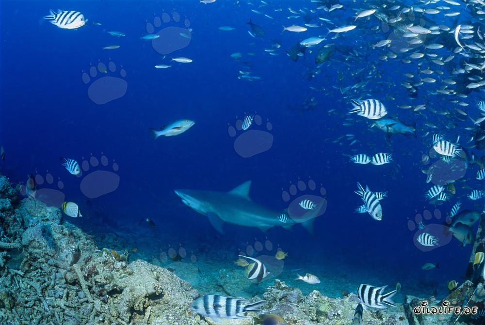 Impressionnant requin taureau dans les profondeurs de l'océan