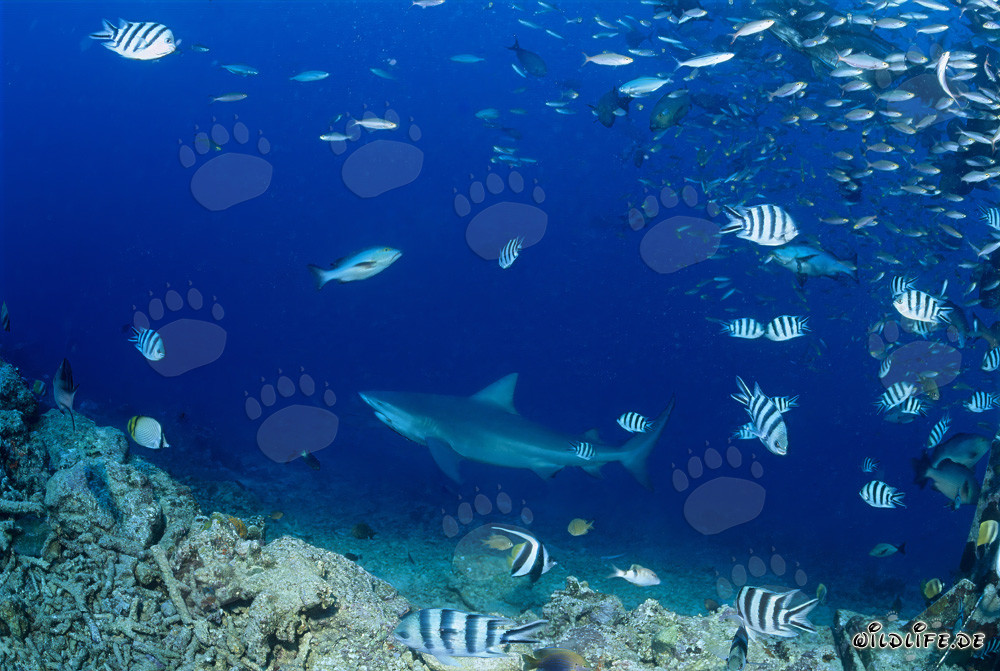 Imponente squalo toro nelle profondità dell'oceano