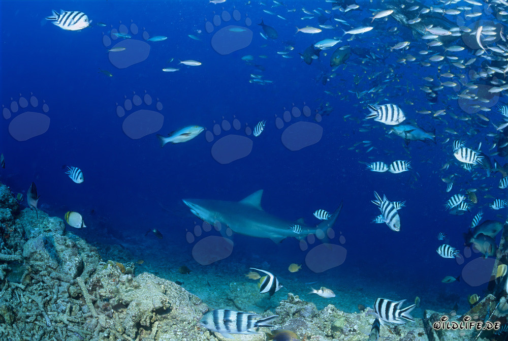 Impresionante tiburón toro en las profundidades del océano