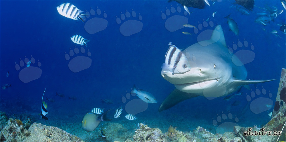 Fascinating bull shark exploring the reef in Beqa Lagoon