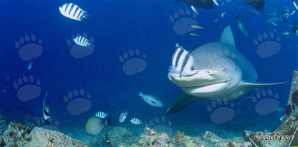 Requin-taureau fascinant explorant le récif dans le lagon de Beqa