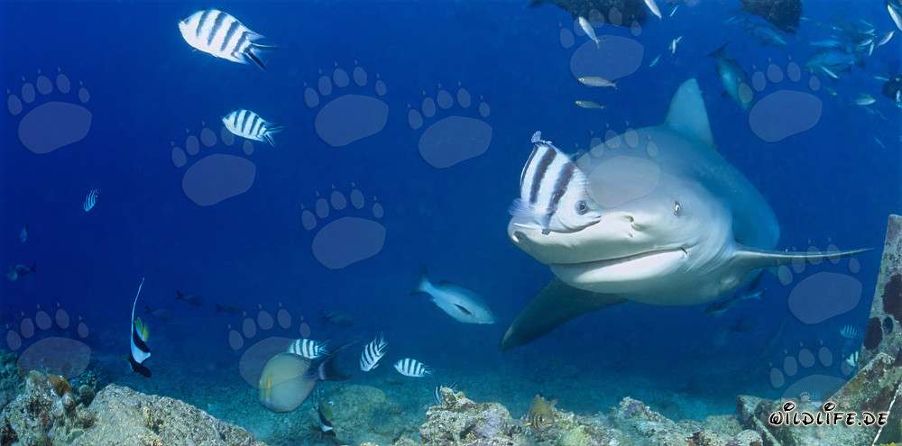 Affascinante squalo toro che esplora la barriera corallina nella laguna di Beqa