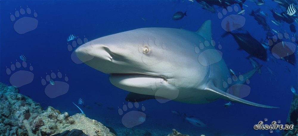 Requin taureau mystérieux