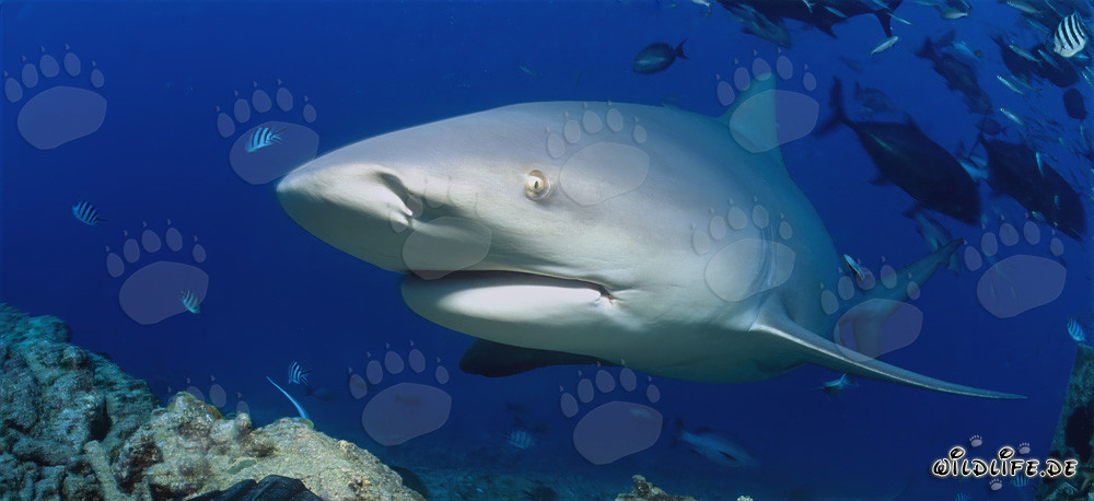 Tiburón toro misterioso