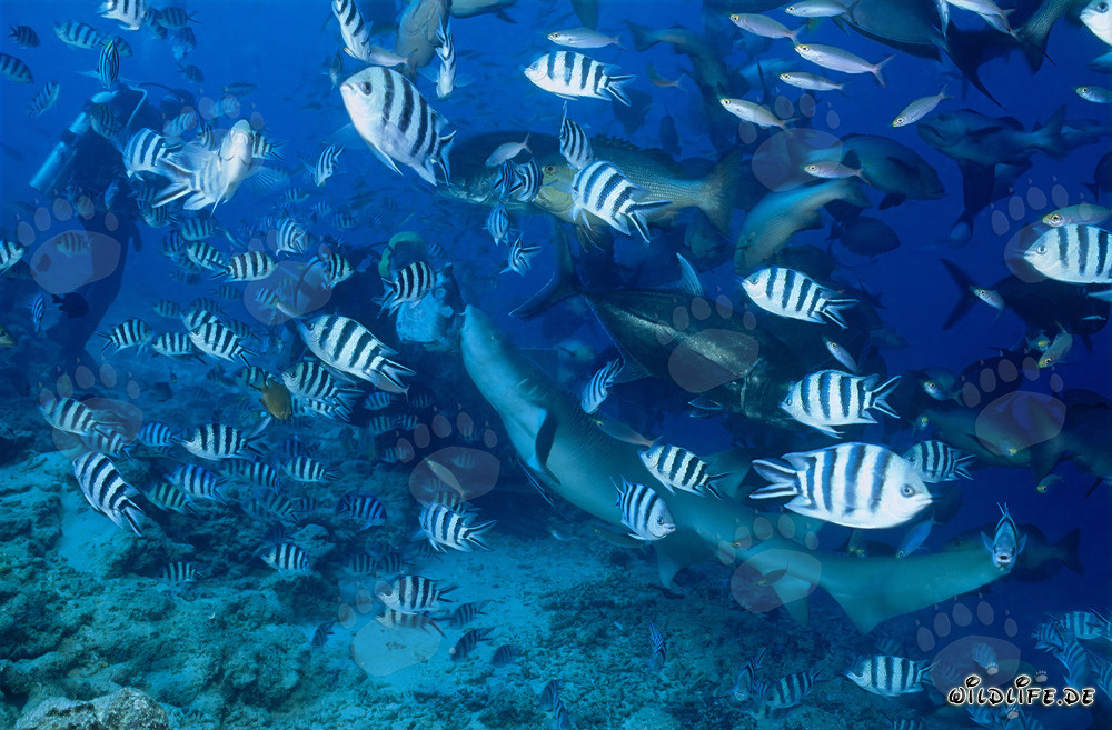 Requin-nourrice ordinaire fascinant et plongeur courageux dans le lagon de Beqa, Fidji