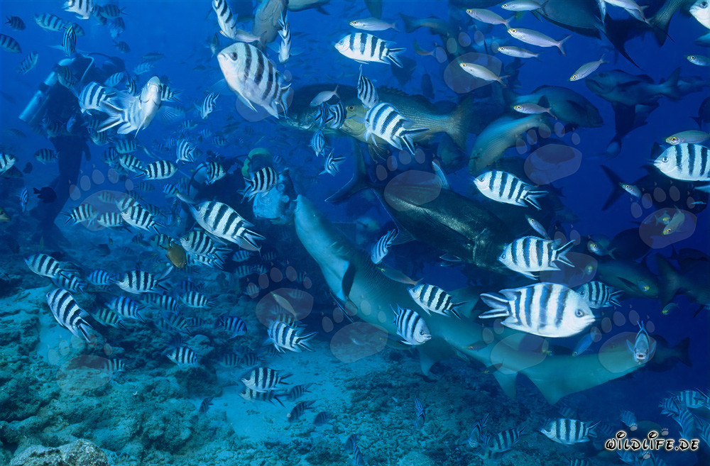 Affascinante squalo nutrice comune e coraggioso subacqueo nel lago Beqa, Figi